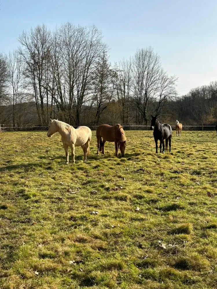 chevaux au près