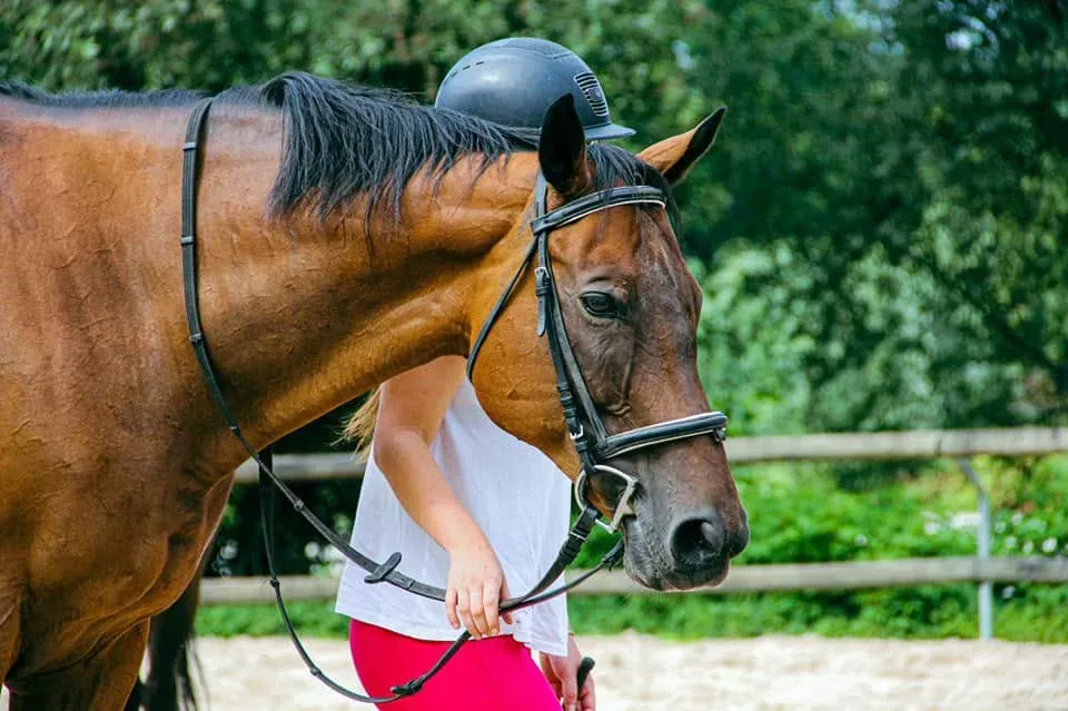 Cours equitation (2)